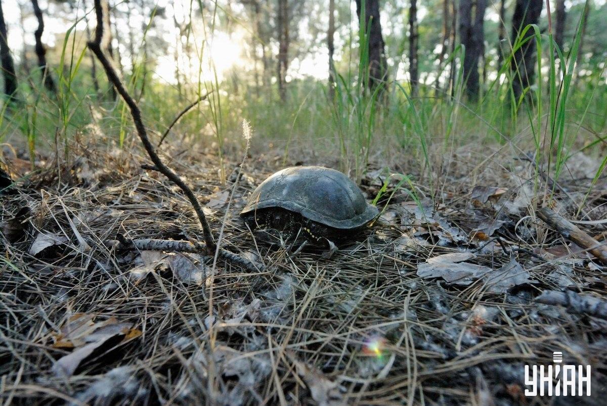 Raskite grybą vaizdinėje mįslėje / koliaže su Mes nuotr.