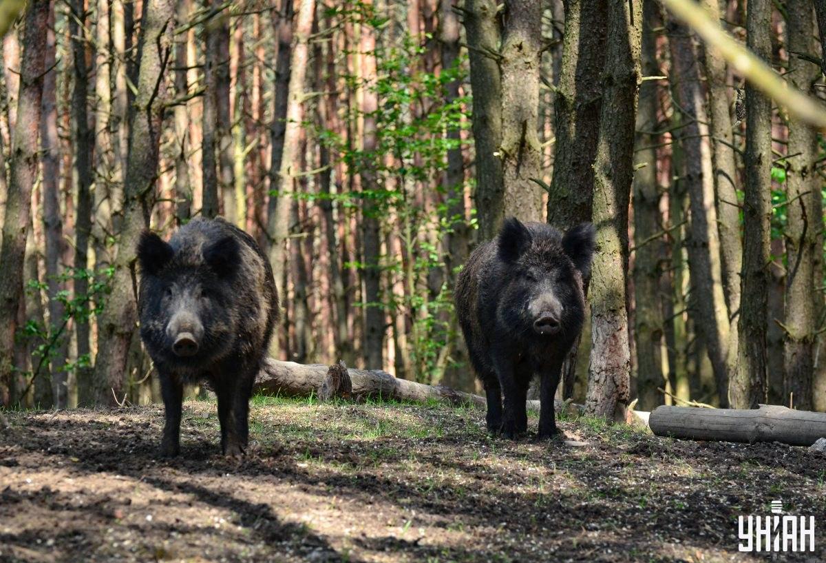 Laiku suraskite gudrią pelėdą miške / Mes nuotraukų koliažas